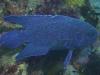 Boarfish Ref