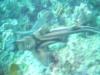 Boarfish Reef