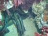 Diving Port Phillip Bay