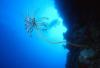 Feather Star