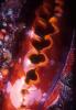 Coral Sea clam
