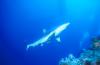 Coral Sea Silver Tip shark