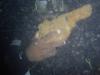 Hand Gun No 1 Hold
