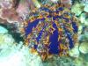 Sea Urchin