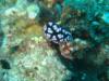 Rapopo Beach Wall Dive