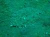Muck diving in Manado