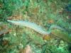 Sth Sulawesi