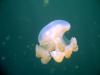 Jelly Fish lake